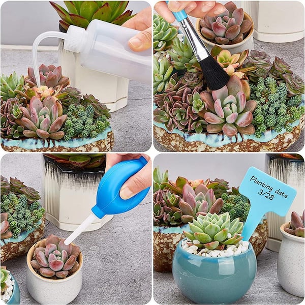 succulent lithops Lithops Living Stones Live Cactus