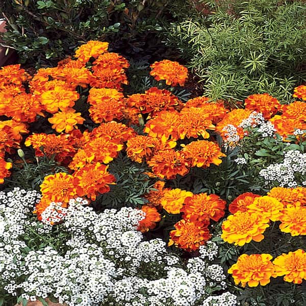 Costa Farms 2.45 Qt. Mixed Marigold Plant (12-Pack)