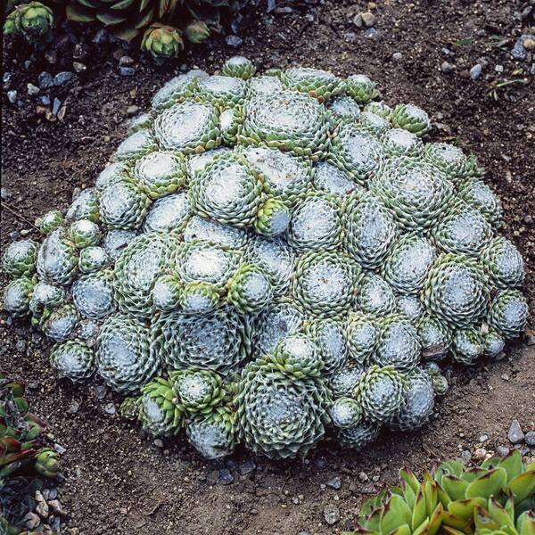 Spring Hill Nurseries 2 in. Pot Cobweb Hens and Chicks Semperviven Ground Cover with Green Foliage Live Perennial Plant (1-Pack)