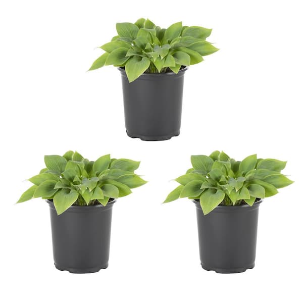 METROLINA GREENHOUSES 2 Qt. Halcyon Hosta Perennial Plant (3-Pack)