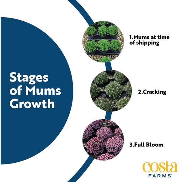 Costa Farms - Yellow Ready to Bloom Fall Chrysanthemum Outdoor Plant in 3 Qt. Grower Pot, Avg. Shipping Height 1-2 ft. Tall (2-Pack)