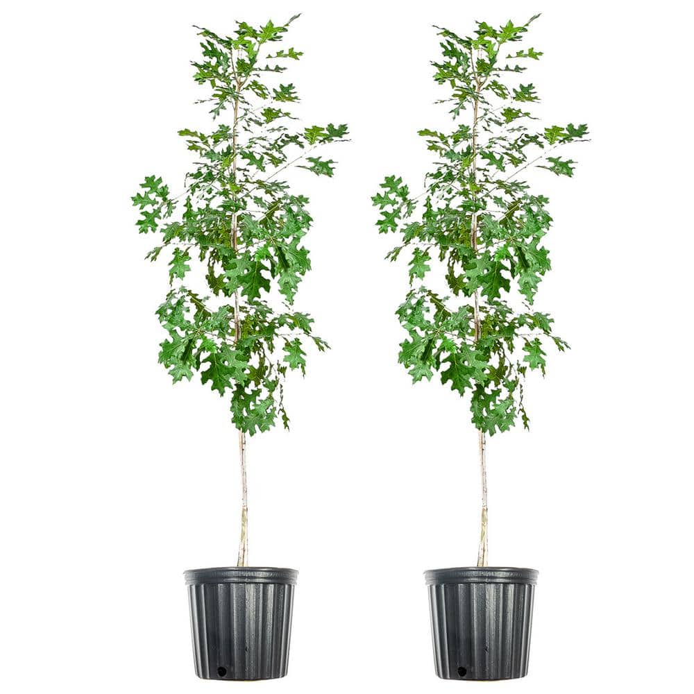 #5 Nuttal Oak Tree (2-Pack)