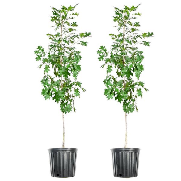 Unbranded #5 Nuttal Oak Tree (2-Pack)