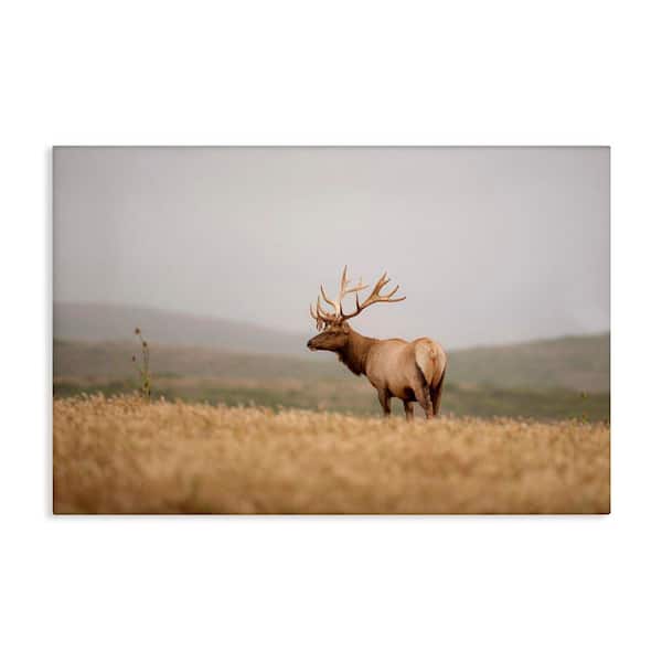 Stupell Industries Tule Elk Photography by Crystal Lynn Collins Unframed Nature Graphic Art Print 16 in. x 24 in.