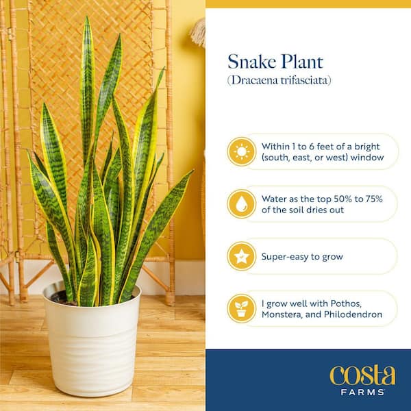 Costa Farms Grower's Choice Sansevieria Indoor Snake Plant in 6 in. Self-Watering Decor Pot, Avg. Shipping Height 1-2 ft. Tall