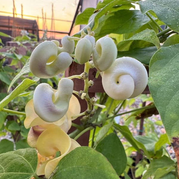 national PLANT NETWORK 1 gal. Corkscrew Vine HD3207