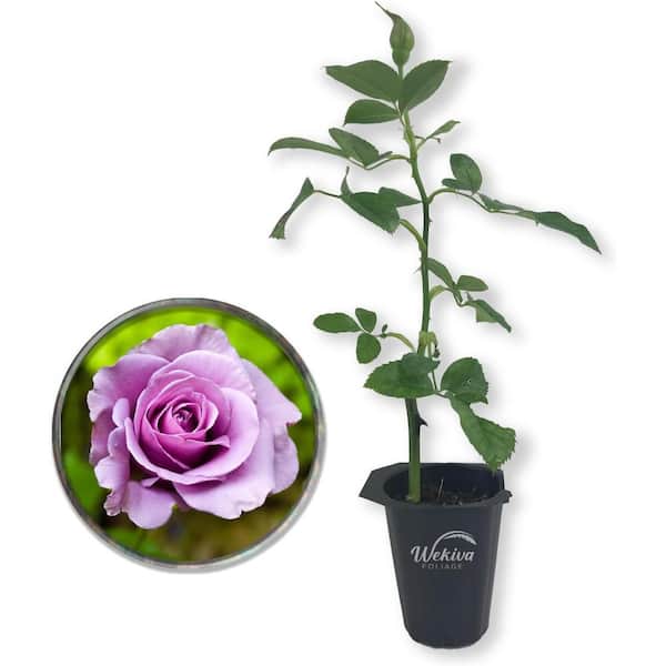Wekiva Foliage Lagerfeld Rose Bush-Live Starter Plant in a 2 Inch Pot-Beautifully Fragrant Heirloom Rose from Florida