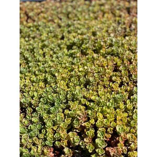 Cesicia John Creech Stonecrop Plant (10-Pack)
