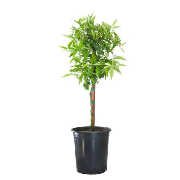 Alder & Oak 3 Gal. Mandarin Owari Evergreen Tree FROW03 - The Home Depot