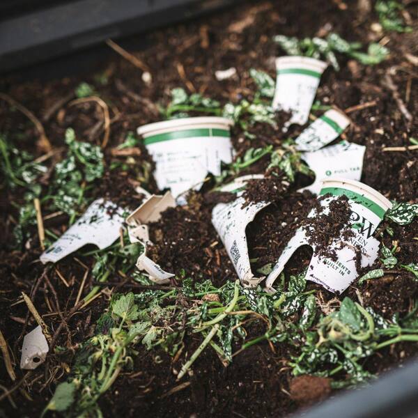 PROVEN WINNERS 4-Pack, 4.25 in. Eco+Grande Diamond Snow (Euphorbia