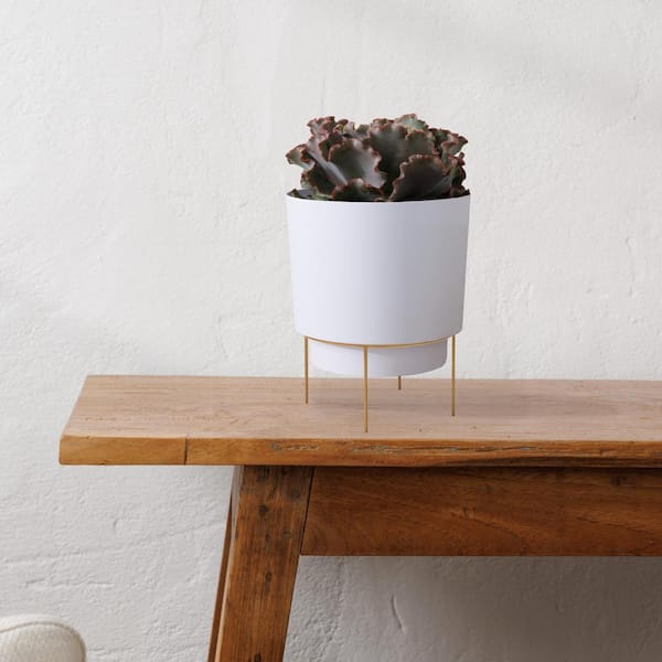 Hopson Small 6 in. Casper White Plastic Planter with Metal Gold Stand