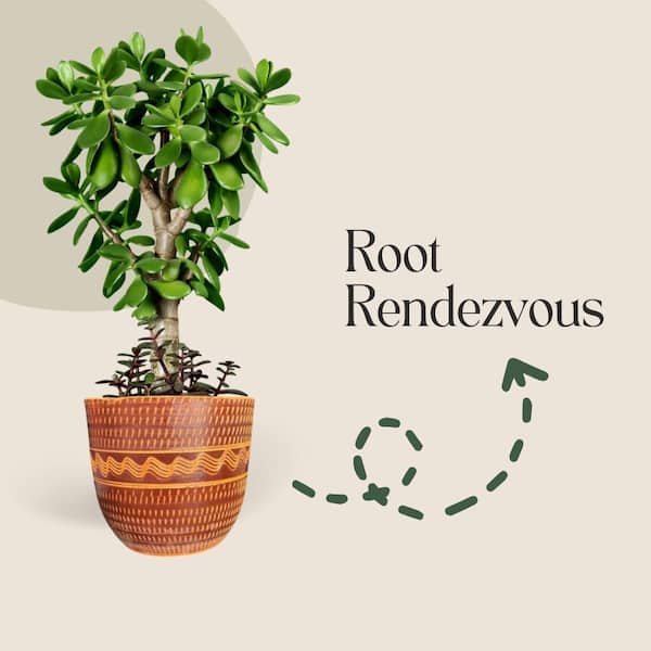 Root Rendezvous Brown Glazed Terracotta Medium Planter with Plate