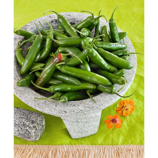 19 oz. Organic Serrano Pepper Plant