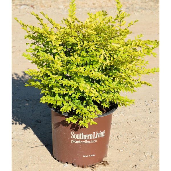 Southern Living 2 Gal Sunshine Ligustrum Evergreen Shrub Bright Golden Yellow Foliage 11377 4198