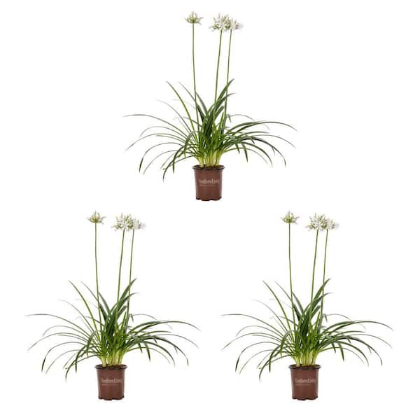 METROLINA GREENHOUSES 2.5 qt. Southern Living Agapanthus African Lily Twister White Perennial Plant (3-Pack)