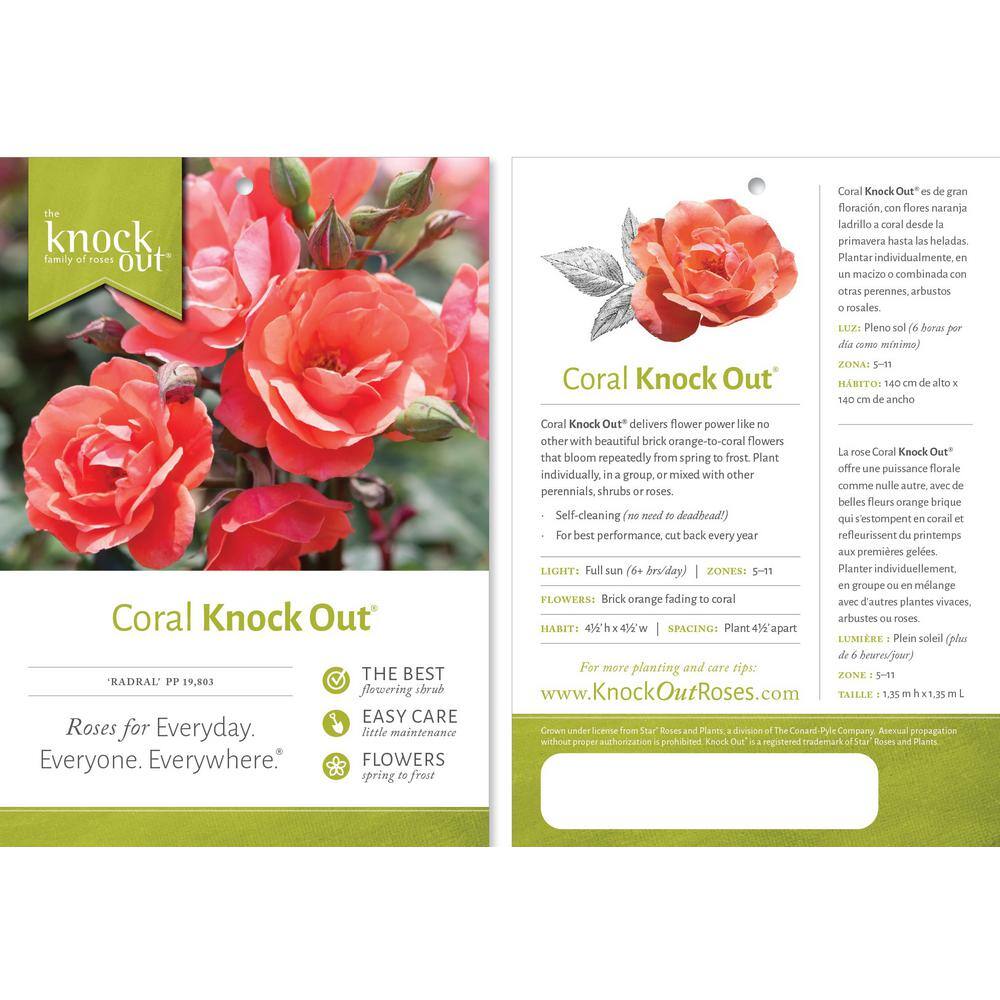 Coral Knock Out Rose Shrub in 1-Gallon Container