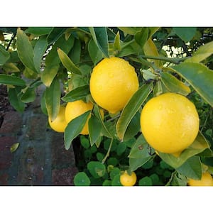 Ponderosa Lemon Tree-Live Plant in a 1 Gallon Pot-Florida Only-Cannot Ship Out of Florida-Beautiful Fruit Tree