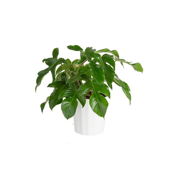 10 in. Trending Tropical Philodendron Squamiferum Plant in Deco Pot