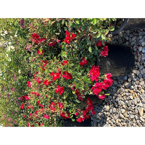 Alder & Oak 1 gal. Ground Cover Rose with Red Flowers (4-Pack)