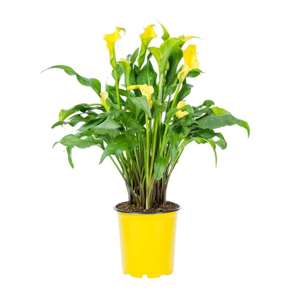 METROLINA GREENHOUSES 1 qt. Calla Lily Captain Solo Perennial Plant ...