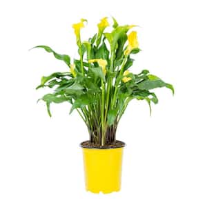 1 qt. Calla Lily Captain Solo Perennial Plant