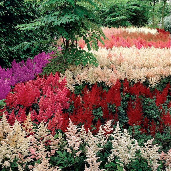 Multi-Colored Flowering Astilbe Mixture, Dormant Bare Root Flowering Perennial Plants (6-Pack)