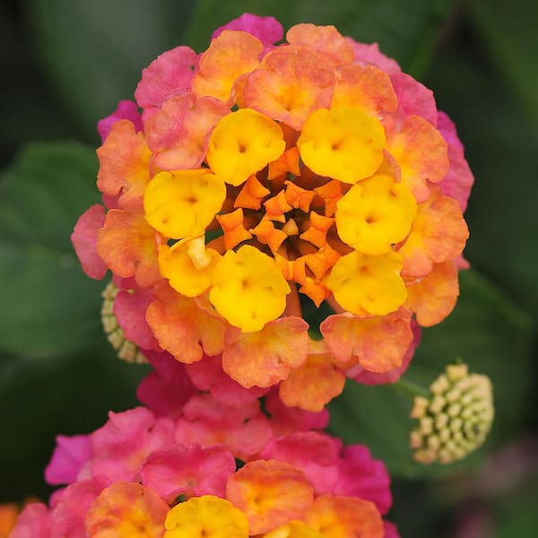 ALTMAN PLANTS 1.71-Pint Yellow and Pink Lantana Plant 40854 - The