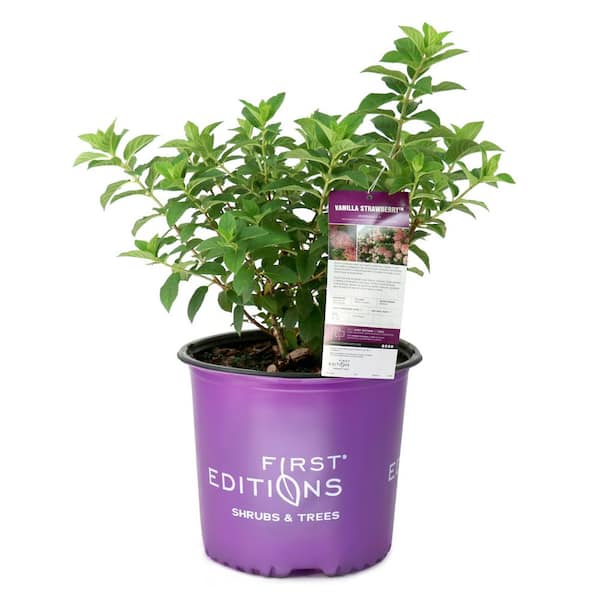 3 gal. Hydrangea Vanilla Strawberry Live Shrub