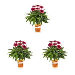 2 qt. Echinacea Coneflower Sunseeker Red Perennial Plant (3-Pack)