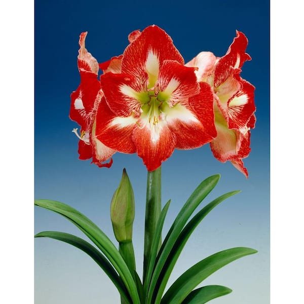 Bloomsz 22 cm to 24 cm Economy Minerva Amaryllis Bulb (3-Pack)