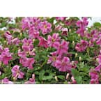 4.5 in. qt. Pink Mink (Clematis) Live Shrub, Pink Flowers
