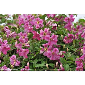 4.5 in. qt. Pink Mink (Clematis) Live Shrub, Pink Flowers