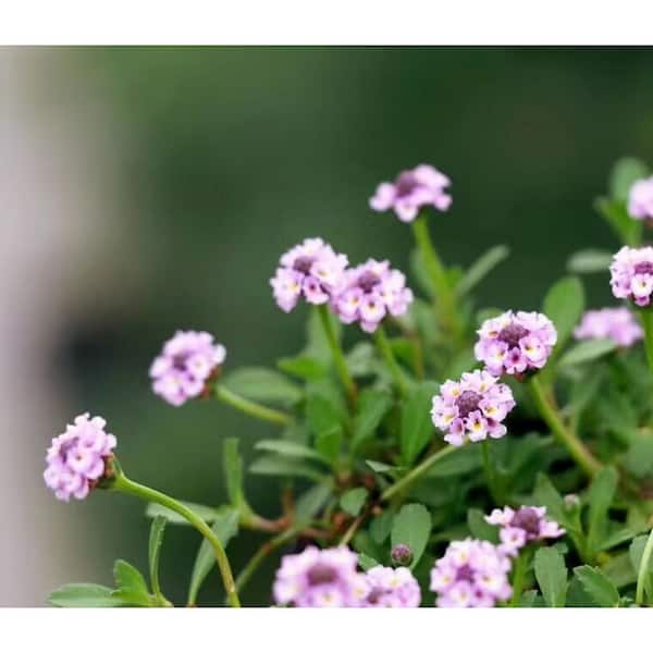 Unbranded Phyla Nodiflora Succulent Plants Flower Baskets (3-Pack)