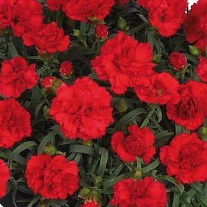 2.5 Qt. Red Dianthus Live Flowering Perennial Plant