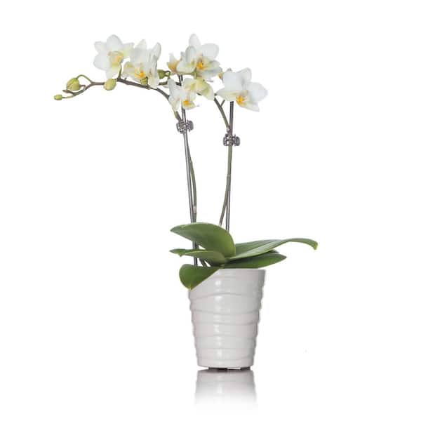 Just Add Ice White Mini Orchid Plant in Ceramic Pot
