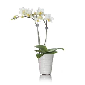 White Mini Orchid Plant in Ceramic Pot