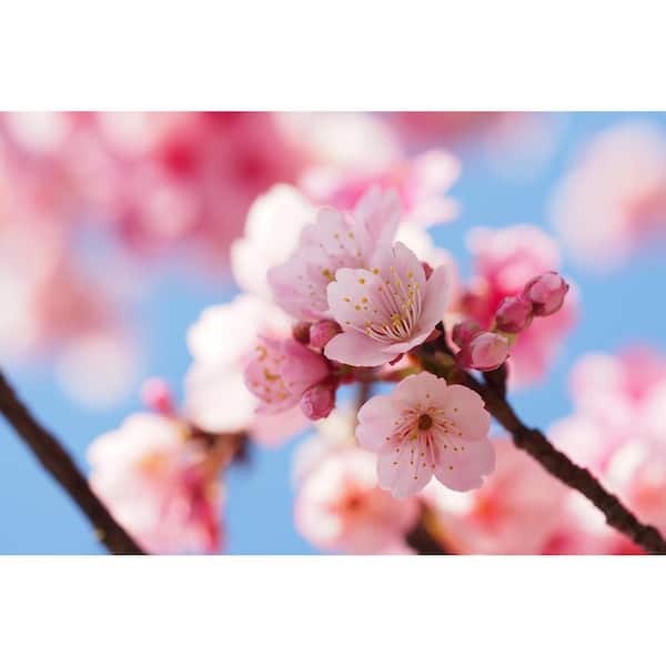 【おまとめ】FlowerBreeze 3& Adorable Tree 1 Online Orchards Autumnalis Cherry Blossom Tree, Blooms Twice