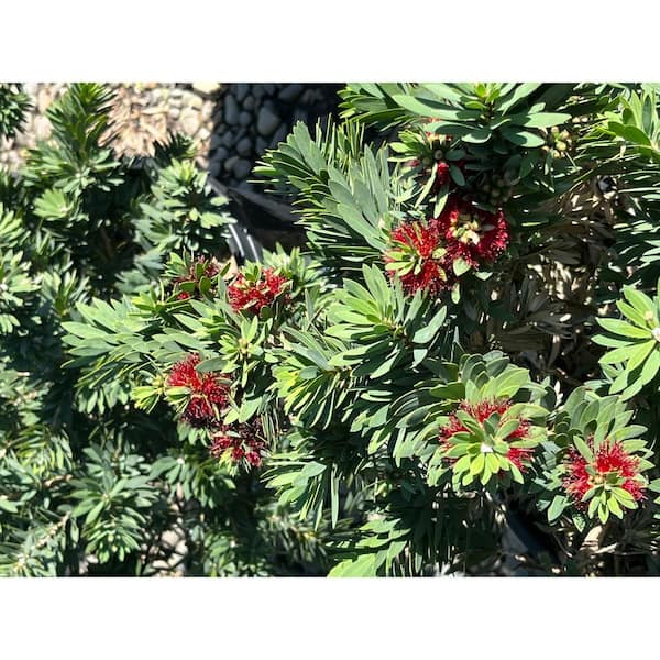 Alder & Oak 5 Gal Dwarf Bottlebrush Evergreen Shrub with Red Flowers (2 ...