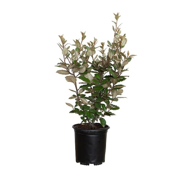 FLOWERWOOD 2.5 Qt. Elaeagnus x Ebbingei With Fragrant Discreet Blooms, Live Evergreen Shrub