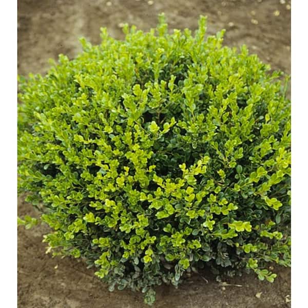 2.5 qt. Winter Gem Boxwood (Buxus Microphylla Var. Japonica
