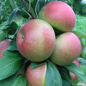 Blushing Delight Fruit Snacks Apple Dormant Bare Root Starter Fruit Tree