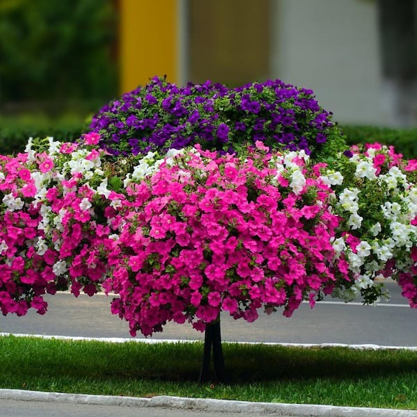 ♡ Petunia 51616-pk-p1.jpg?width=265&