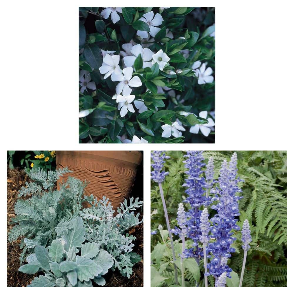 6 in. White Vinca Annual 1004601099 - The Home Depot