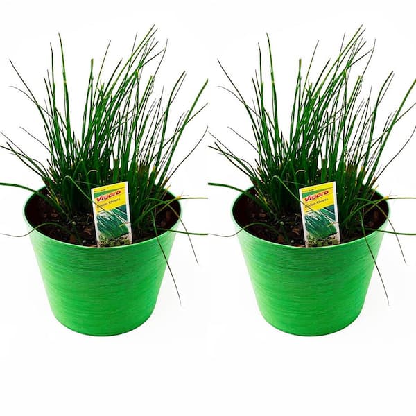 Pure Beauty Farms 1.5 Qt. Herb Plant Onion Chives in 6 In. Deco Pot (2-Plants)