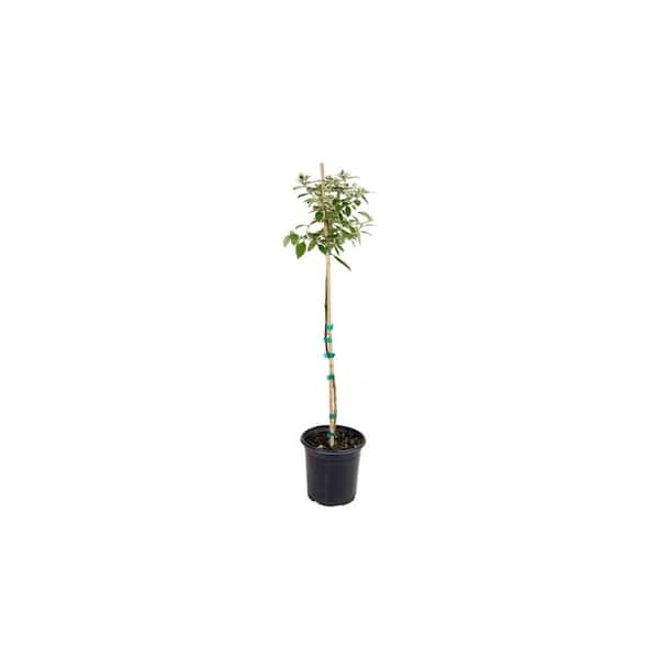national PLANT NETWORK 1 Gal. Tree-Form Buddleia Blaze Pink with Pink Flowers