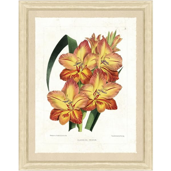 Vintage Print Gallery 20 in. x 24 in. "Botanical Bundle II" Framed Archival Paper Wall Art