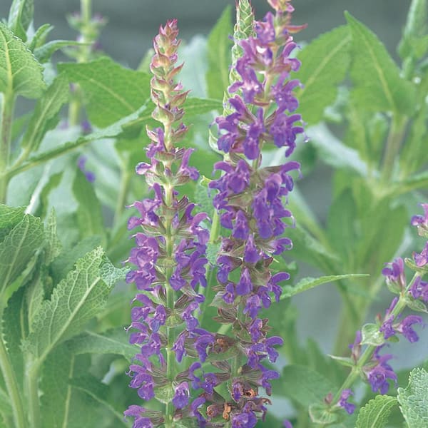 ALTMAN PLANTS 4 IN. Blue-Purple Salvia Plant