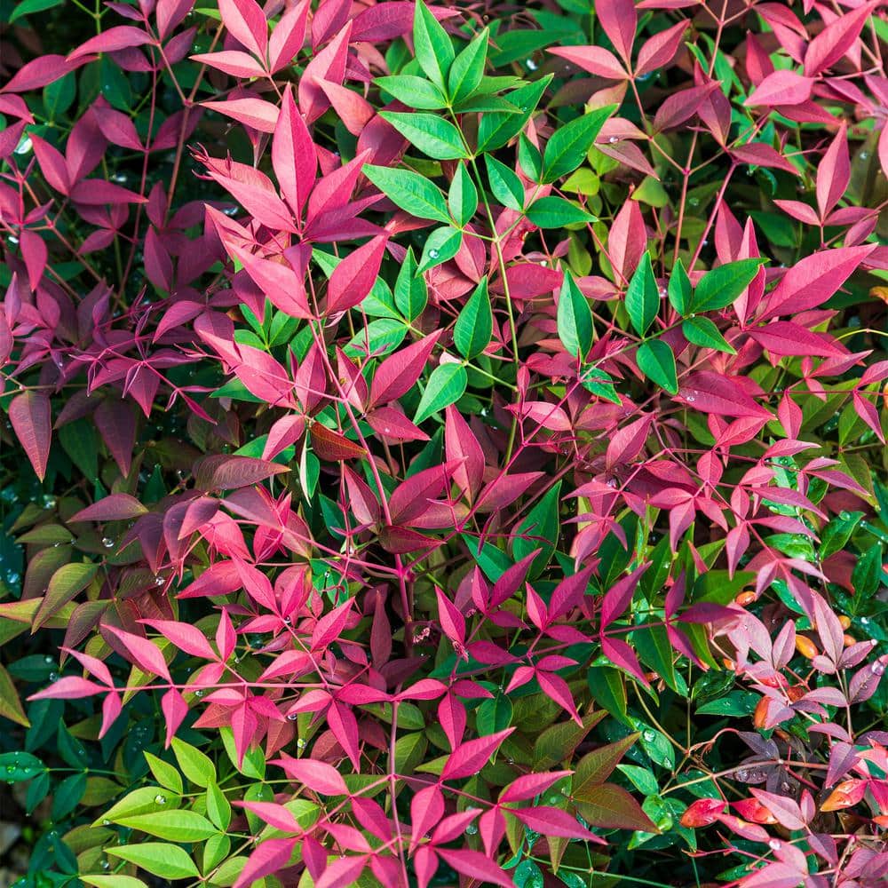 2 Gallon Obsession Nandina Shrub with Bright Red and Green Foliage