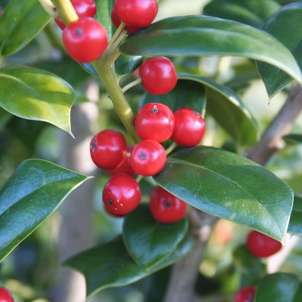 national PLANT NETWORK 2.5 qt. Holly Needlepoint Shrub