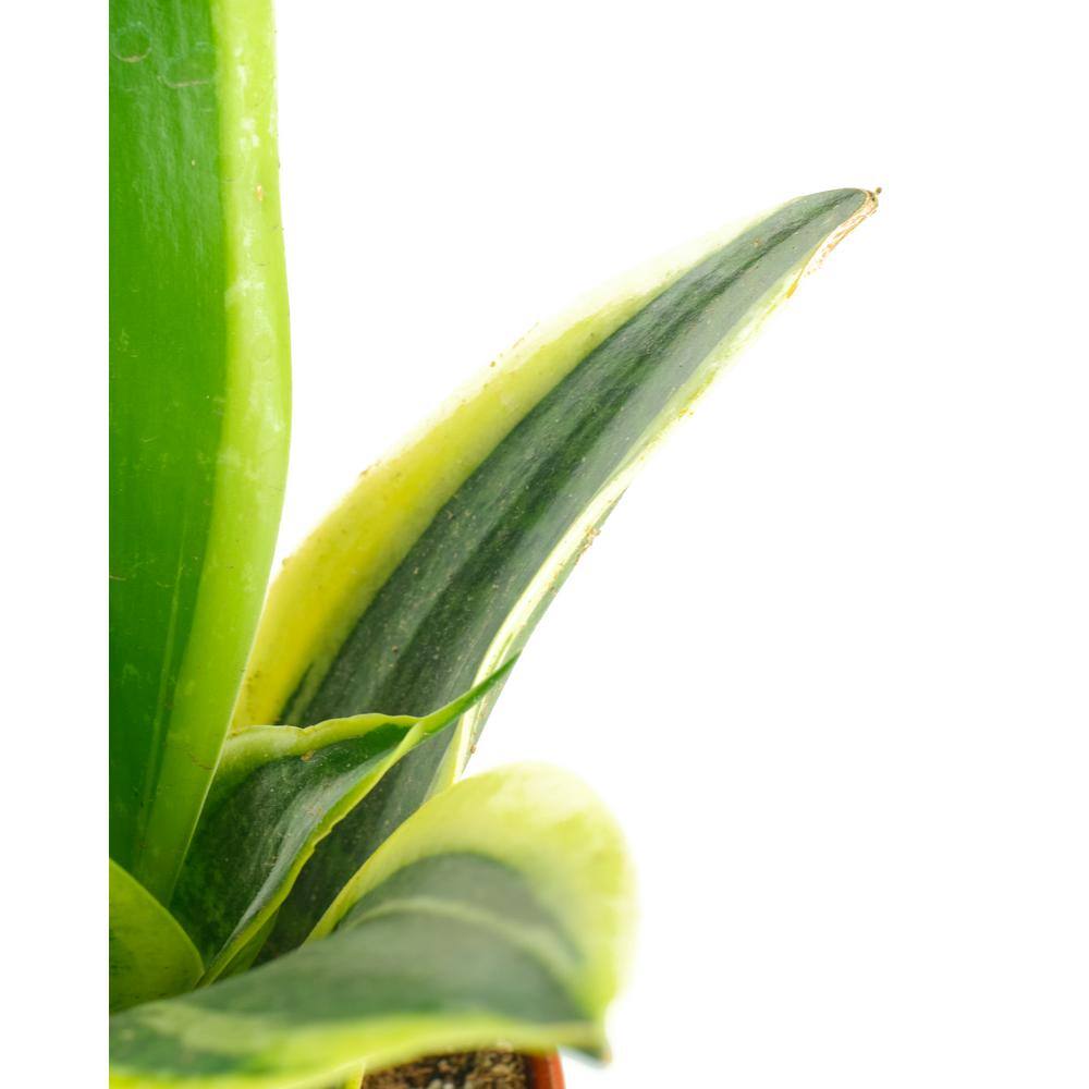 Large Brown Indoor Snake Plant in Grower Pot